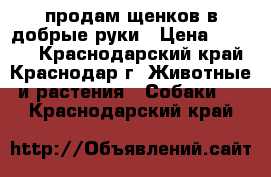 продам щенков.в добрые руки › Цена ­ 4 000 - Краснодарский край, Краснодар г. Животные и растения » Собаки   . Краснодарский край